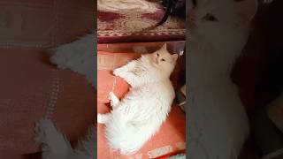 القطط الشيرازي البيور تجلس في استرخاء cutecat kitten animal cute