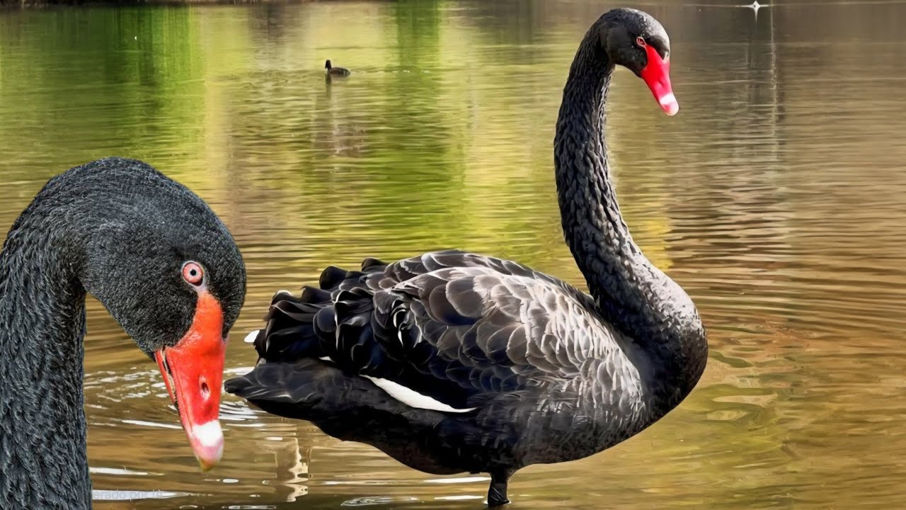 O impressionante Cisne Negro - Modo de Vida na Natureza 