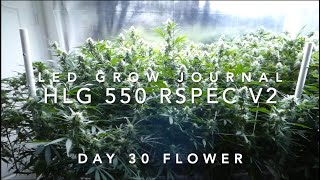 HLG 550 R SPEC Grow Journal DAY 30 Flower ep8