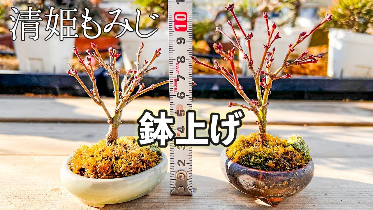 I tried putting a Kiyohime maple in a decorative pot. - YouTube