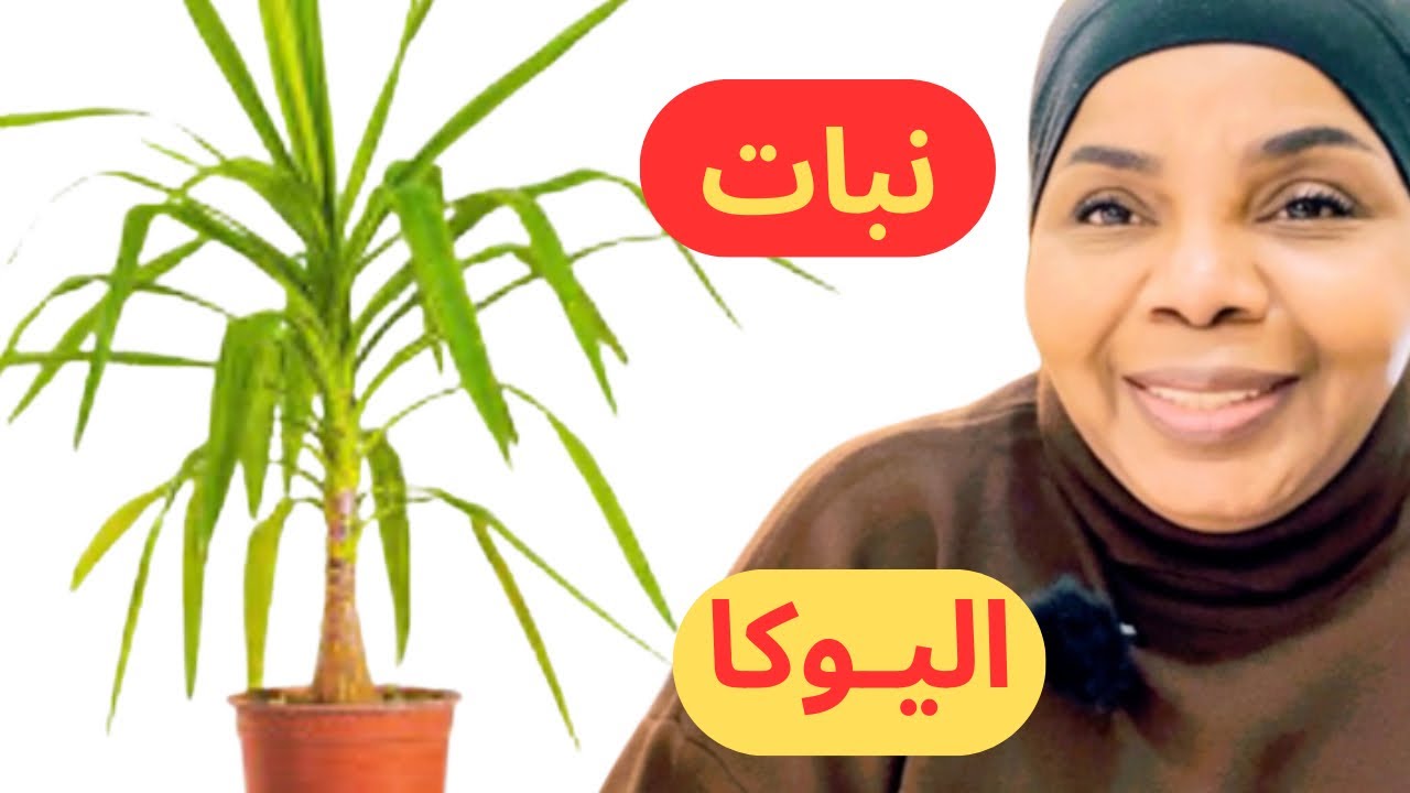 كيف العناية والاهتمام نبات اليوكـا | تجربة انقاذ