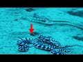 15 Interesting Facts About the Mimic Octopus