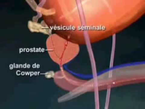 comment nettoyer sa prostate