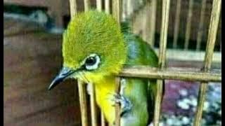 masteran pleci mix jangkrik//jernih//mudah masuk