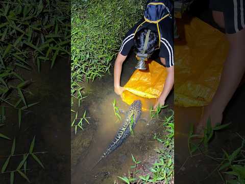 Cari ikan pakai capitan lagi malah jackpot ikan toman monster 8 kilo 😱