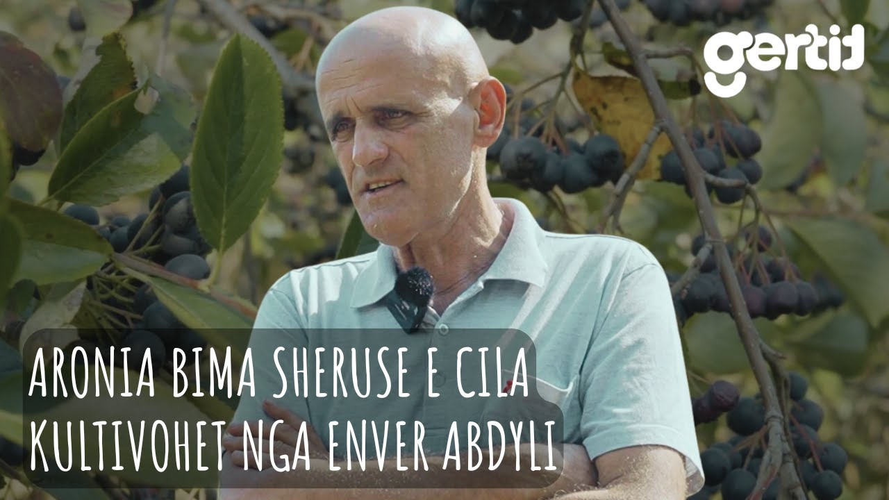 Aronia jonë në Zvicërr shitet 200 Franga, Sheron shum Sëmundje | Histori të Jetes