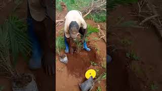 How to Plant Palm Trees Successfully on Your Farm