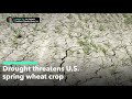 U.S. Spring Wheat Crop Threatened By Drought