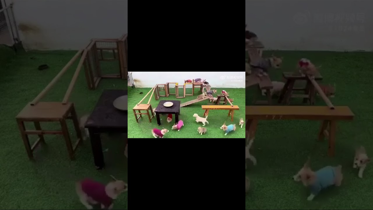 "Hungry Dogs vs. Tricky Food Puzzles!"