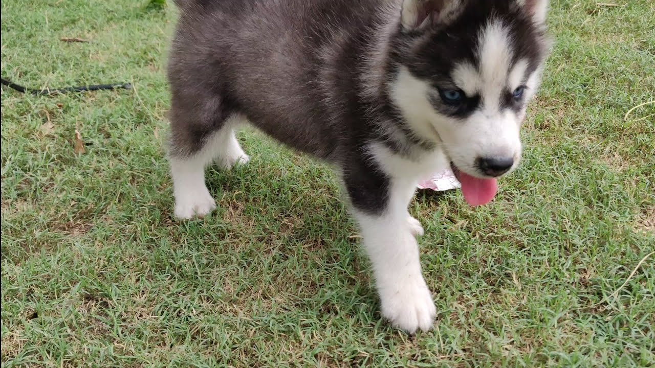 white and black husky puppy