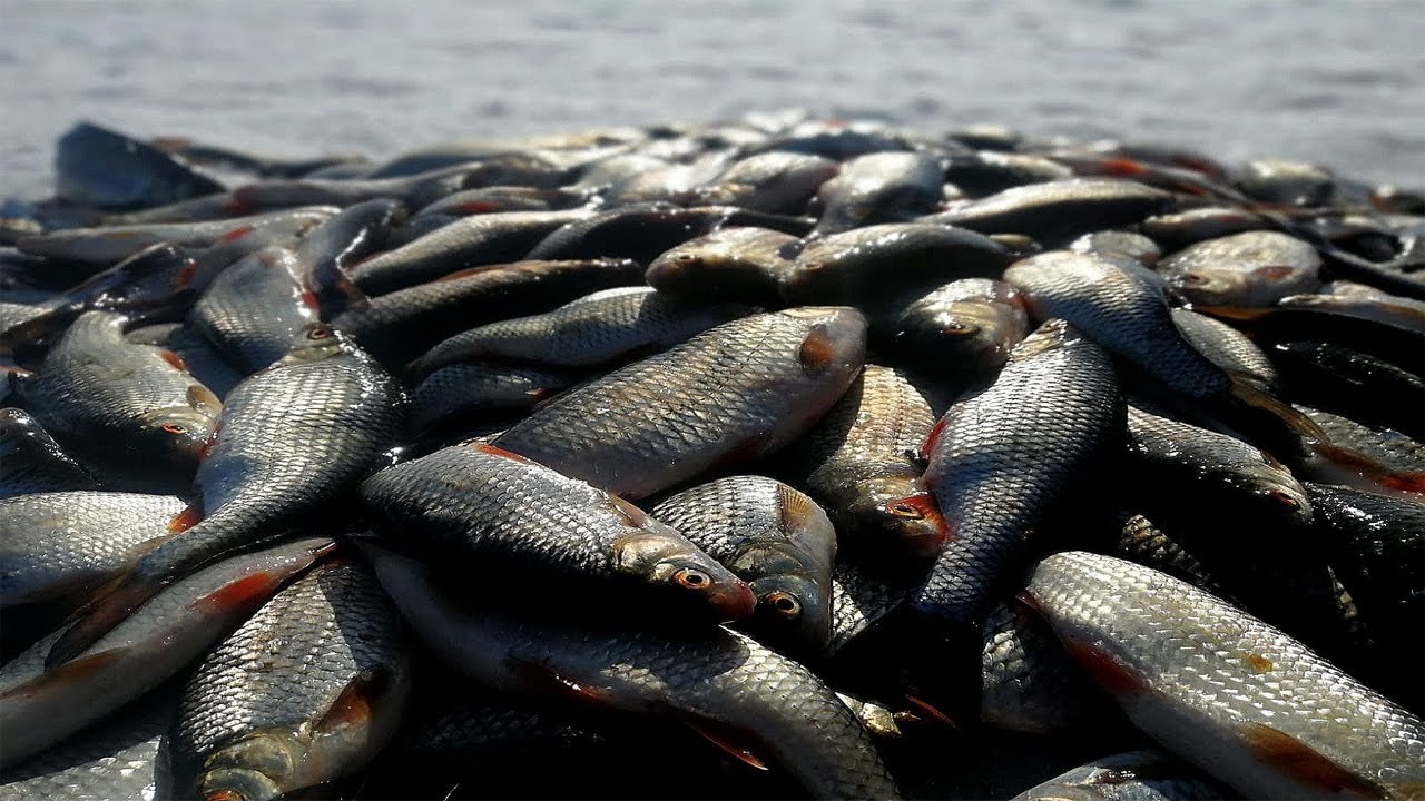 ФИНСКИЙ ЗАЛИВ, РЫБАЛКА МЕЧТА, ПОБИЛИ СВОЙ РЕКОРД ПО УЛОВУ, ЗА ВСЮ ...