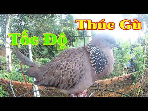 Video tiếng cu gáy mồi chuẩn, cu gáy thúc gù giọng thổ tốc độ - youtube