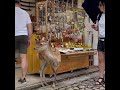 塩対応かと思ったら #deerpark #動物園 #japantravel #動物 #奈良公園 #animals #naradeer #cute