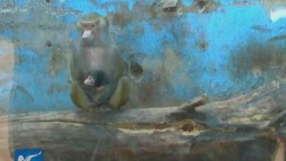 Newly-Born Baboon In Nw China