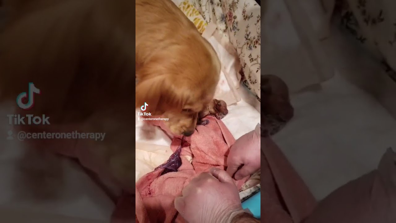 Therapy Dog Oliver is Born - Golden Retriever Newborn Puppy
