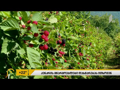 5 აგვისტოდან საქართველოსა და ლატვიის დედაქალაქებს შორის საჰაერო მიმოსვლა განახლდება