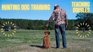 Hunting Dog Training  Multiple Marks  'Teaching Doubles'