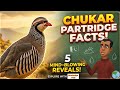Facts about Chukar Partridge