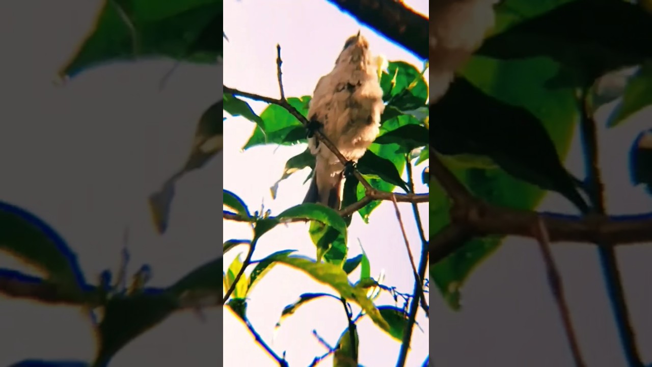 Soft morning light and a restless Plain Prinia, pausing briefly before its next lively hop. #nature