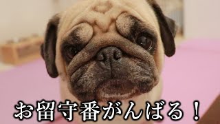 【生配信】夜食にマクドナルドの新作メニュー買ってくるから見守ってて下さい