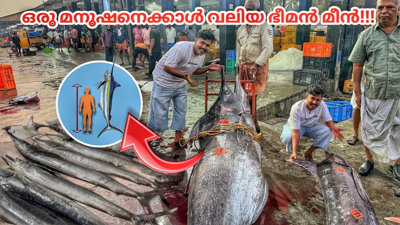 OMG‼️ Bigger Than Me! Giant Blue Marlin Catch 🎣🐟കേരളക്കര കണ്ട ഏറ്റവും വലിയ ഭീമൻ മീൻ!!