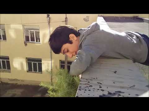 ნაძვის ხის გადარჩენა