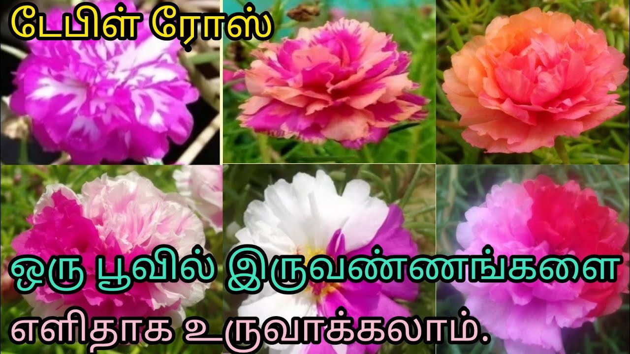 டேபிள்ரோஸ் ஒருபூவில் இரு வண்ணங்கள் உருவாக்கலாம்Tablerose bouble colour in single flower simple trick