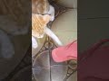 A marca de chinelo que o gato gosta! 😸