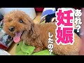 【注意※犬の交配映像あり】犬妊娠しました‼妊娠の理由は?子犬頭数初公開/トイプードルブリーダー