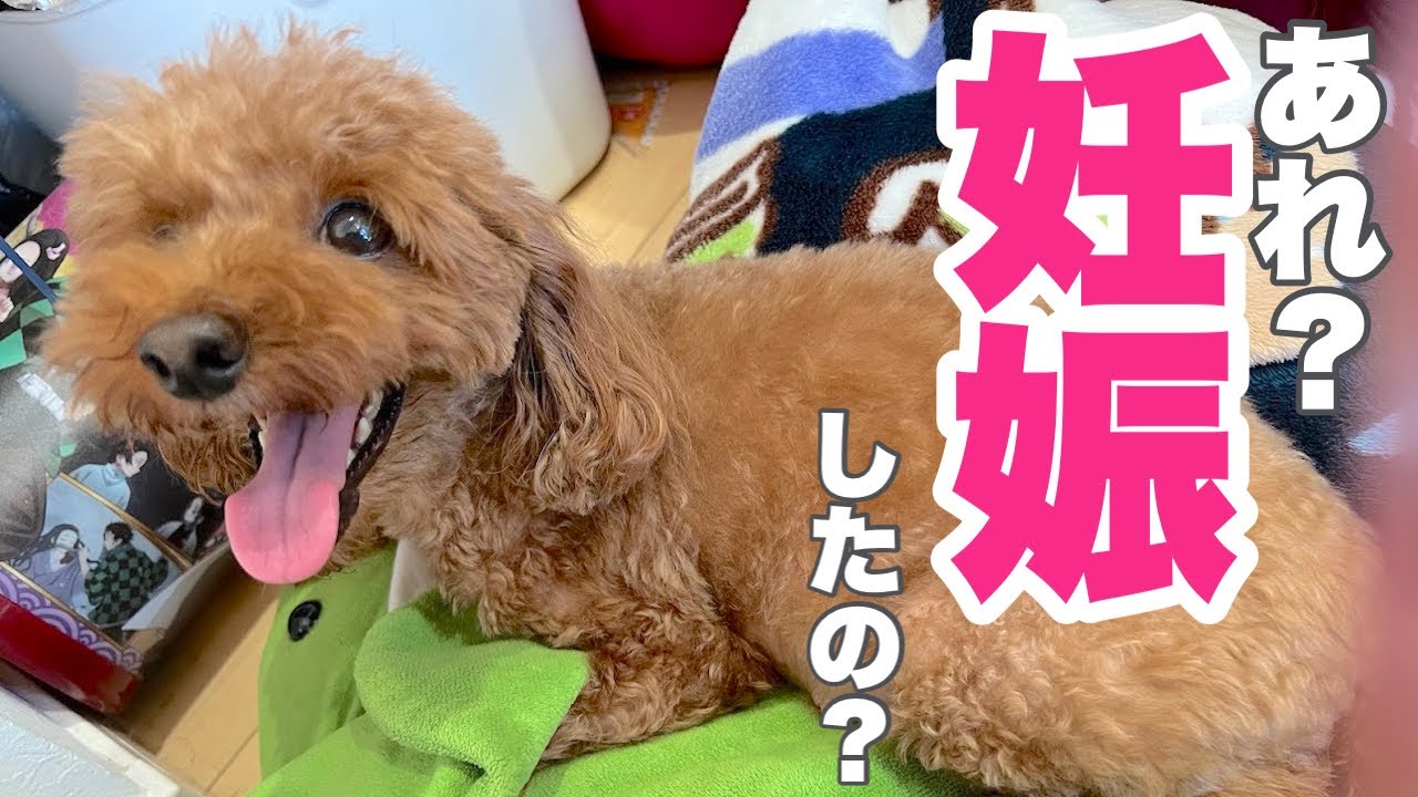注意※犬の交配映像あり】犬妊娠しました‼妊娠の理由は？子犬頭数初公開