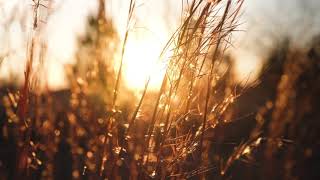 Cytrax  Feelings feat milie Rachel gh Vlog 4k 