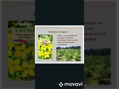 Познавательная программа для подростков, о вреде курения