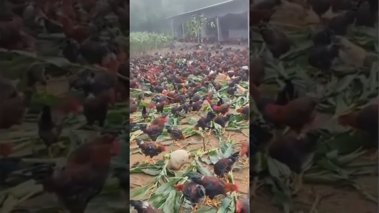 Group Of Cocks In The Form 