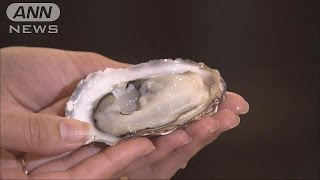 新技術の南三陸牡蠣　復興シンボルに全国販売へ(17/05/23)