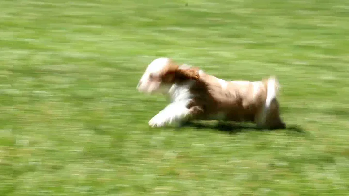 Cavalier King Charles Spaniel Puppies For Sale Elm...