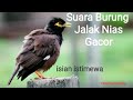 Suara Burung Jalak Nias Gacor Mangut Manggut Isian Istimewa Teplekan Mp3 - Mp4 Download