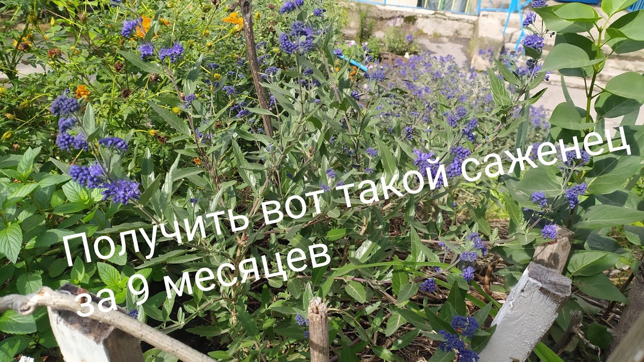 КАРИОПТЕРИС черенками- цветущий саженец за сезон- легко!