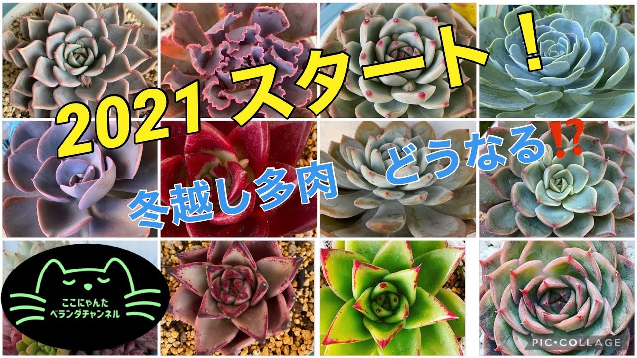 多肉植物 冬越し多肉 我が家のベランダガーデン ここにゃんたベランダチャンネル 21 1 Youtube 多肉植物 冬越し多肉 我が家のベランダガーデン ここにゃんたベランダチャンネル 21 1 Youtube