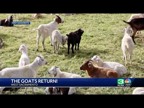 Grazing goats return to West Sacramento, mowing down wildfire risks