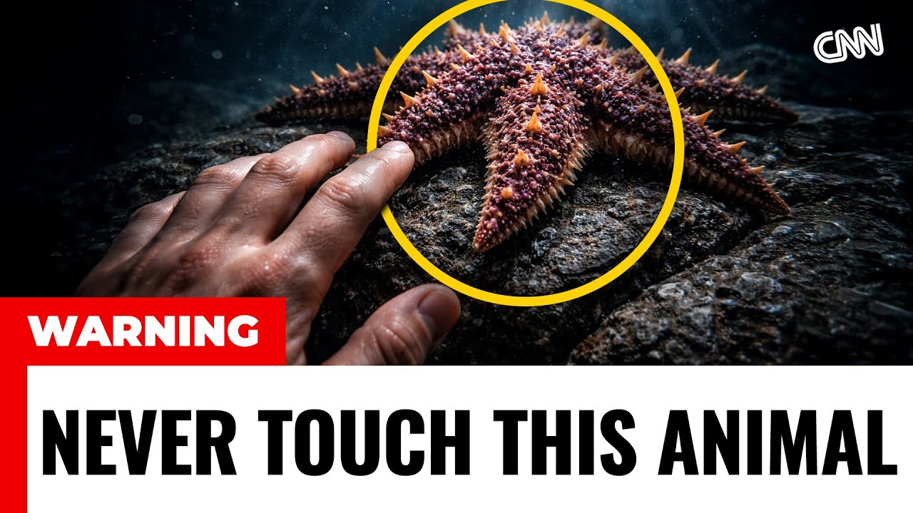 5 MOST BIZARRE Sea Creatures You Should NEVER Touch