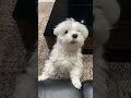 ママがソファに寝転ぶと興奮する犬w #shorts #可愛い犬 #マルチーズ犬