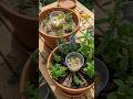 How to Grow Herbs 10x Faster! 🌿😱#garden #plants #rosemary #shorts #subscribe