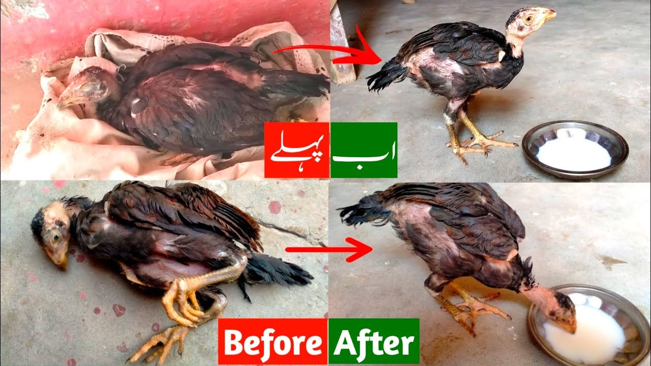 Treatment of disease of hens YouTube