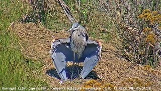 Barnegat Light Osprey Cam  Shore Bird BLOC Party  May 7, 2024