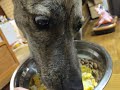 毎日手作りご飯を食べる元猟犬　ドライフード食いません。すっかりグルメ犬です。