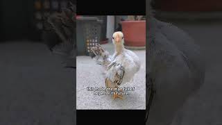 He bought a chicken to serve guests, only to find an egg inside it—and he decided to hatch it