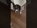 待ちくたびれちゃってちょっと怒ってるネコ #Shorts