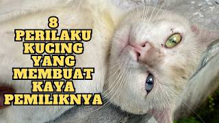 Download lagu Rahasia Kuno Leluhur! 8 Ciri-Ciri Kucing Pembawa Hoki dan Rezeki