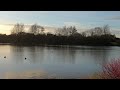 Rawcliffe Lake   -  York