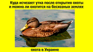 Куда исчезает утка после открытия охоты